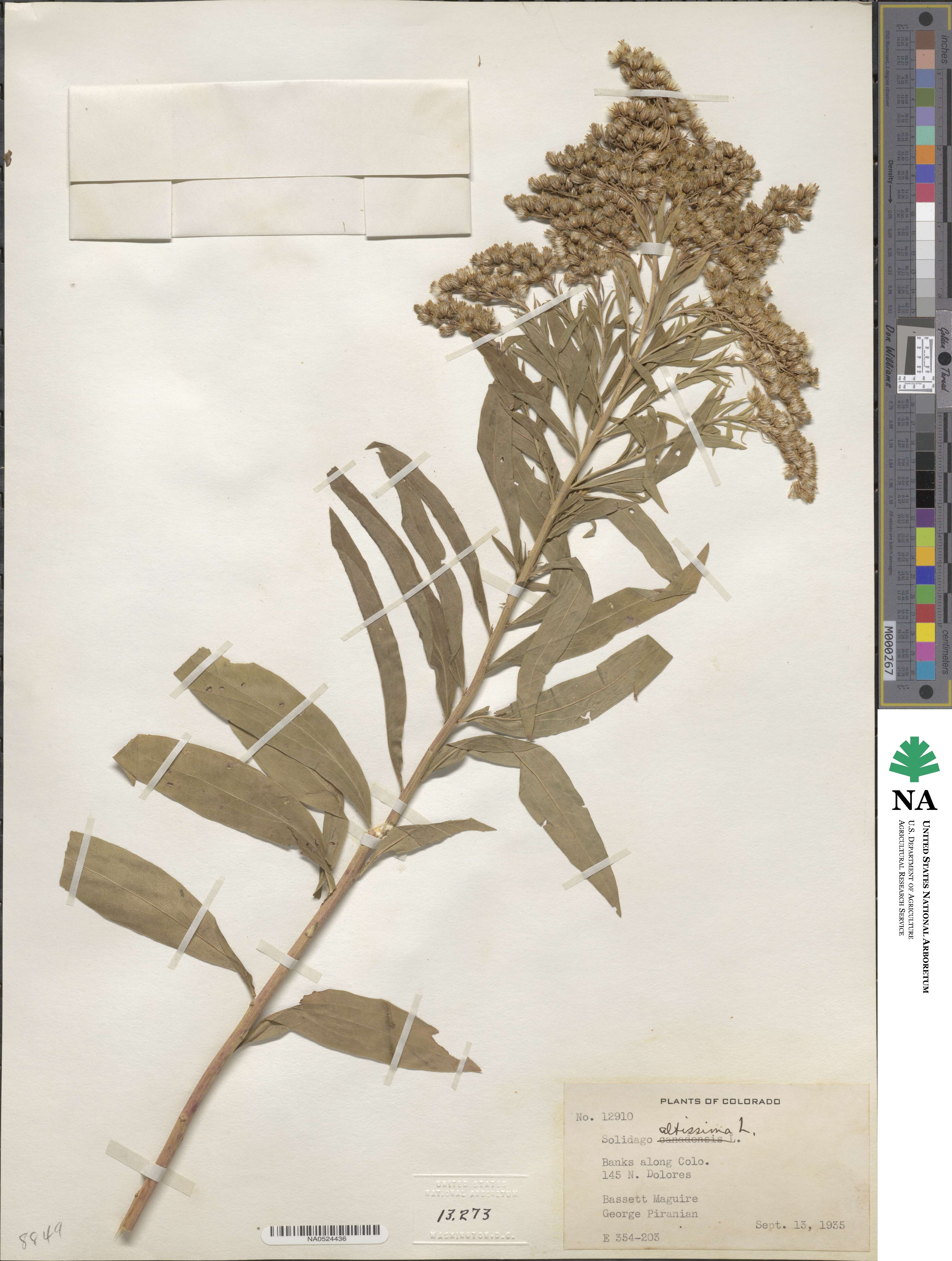 Solidago altissima image