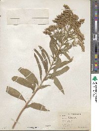 Solidago altissima image