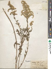 Solidago altissima image