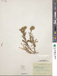 Solidago multiradiata image