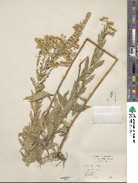 Solidago altissima image