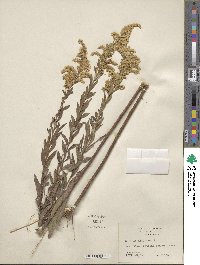 Solidago altissima image