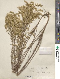 Solidago altissima image