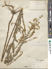 Solidago altissima image