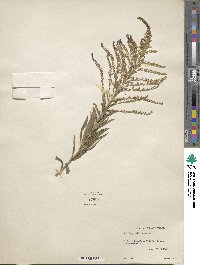 Solidago altissima image