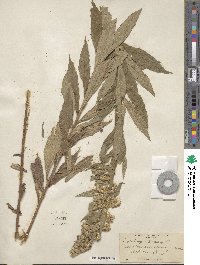 Solidago altissima image