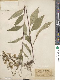 Solidago boottii image