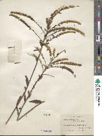 Solidago boottii image