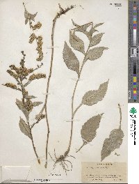 Solidago boottii image