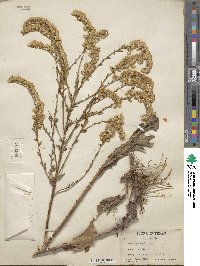 Solidago boottii image