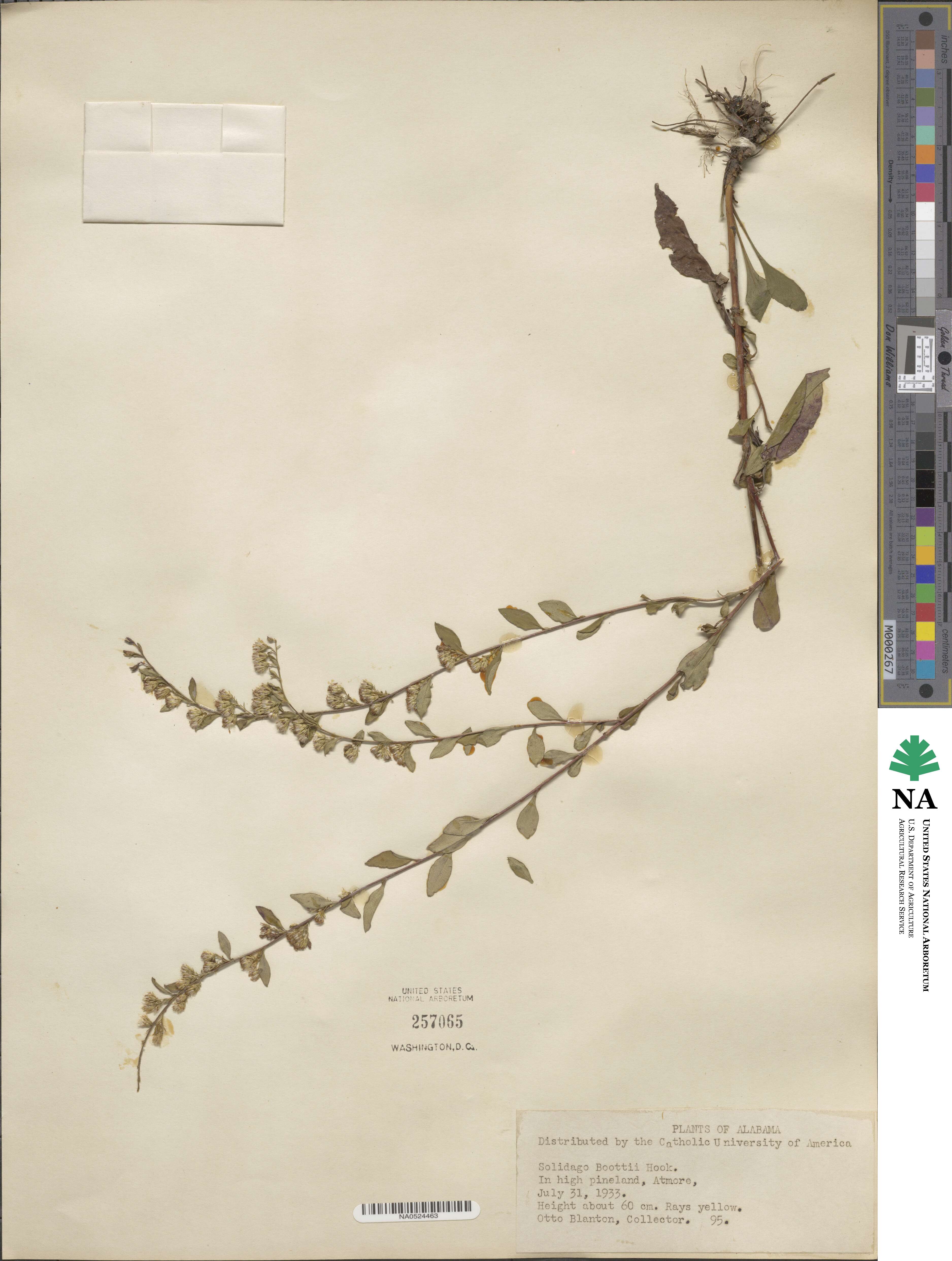 Solidago boottii image