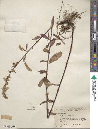 Solidago boottii image