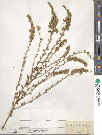 Solidago boottii image