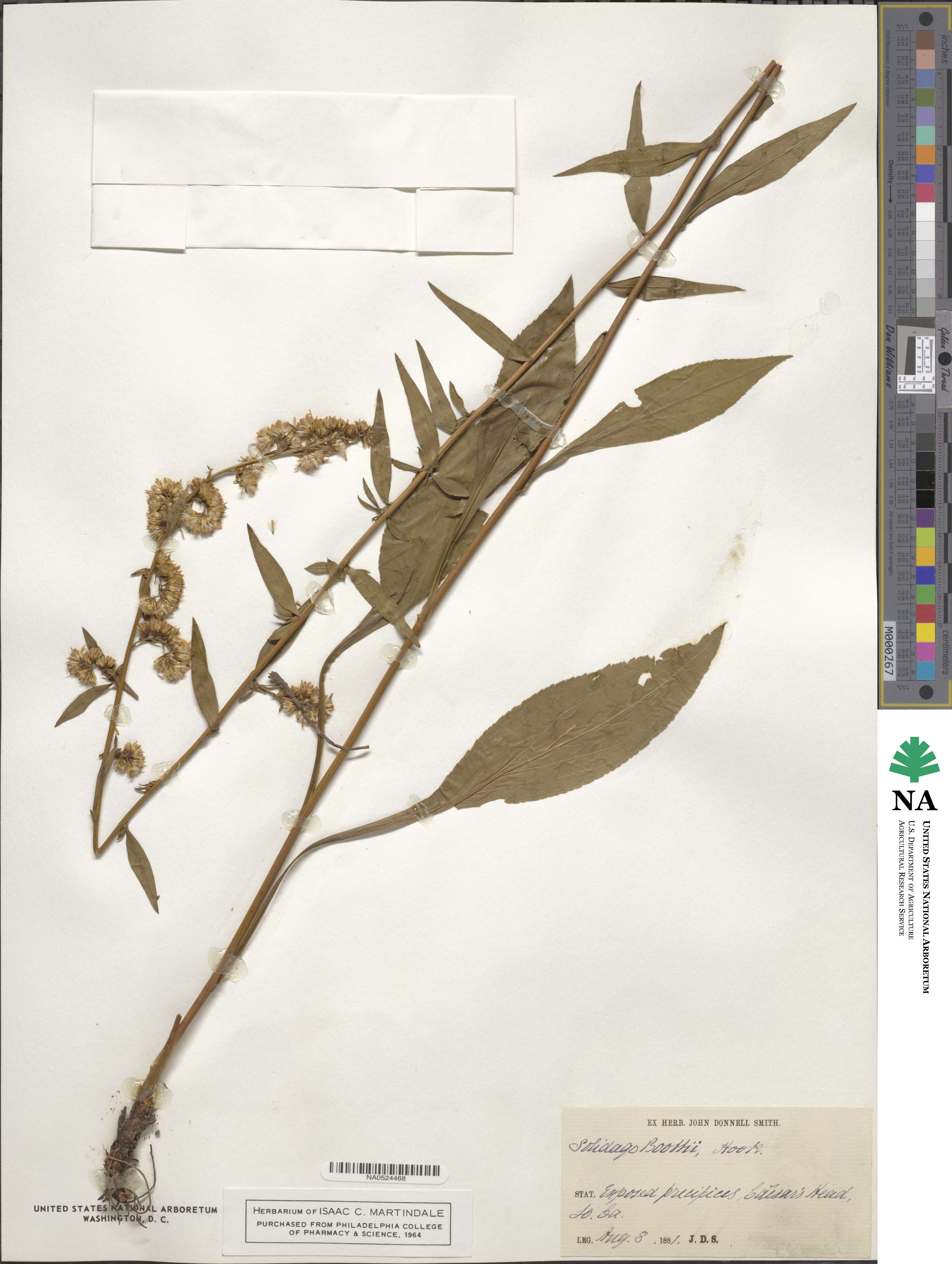 Solidago boottii image