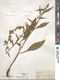 Solidago boottii image