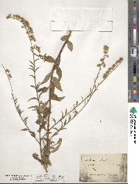 Solidago boottii image