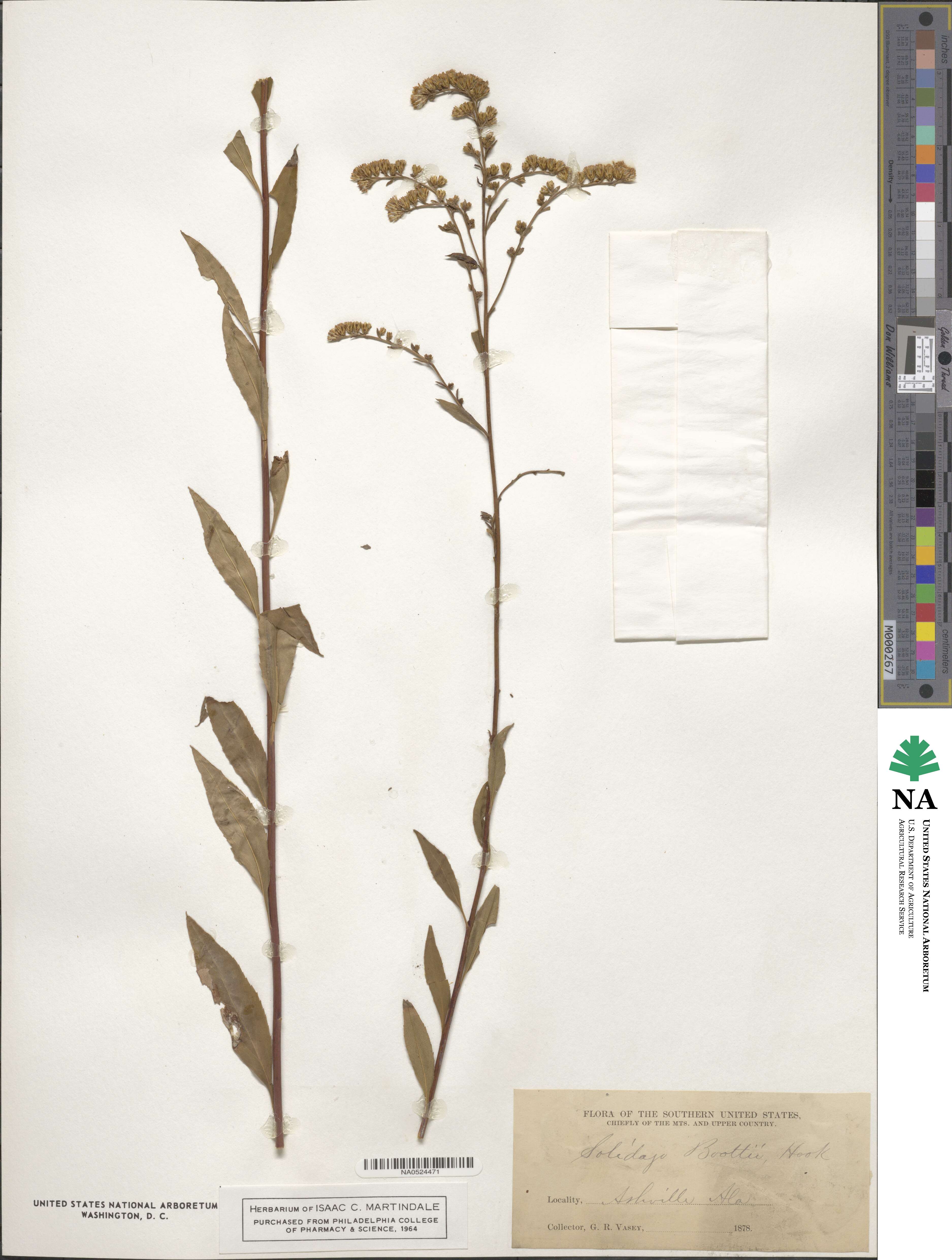 Solidago boottii image