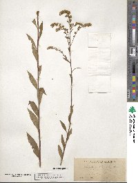 Solidago boottii image