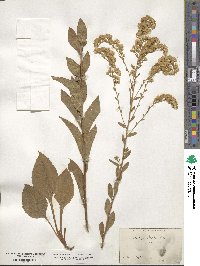 Solidago boottii image