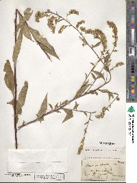 Solidago boottii image