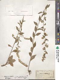 Solidago boottii image