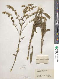 Solidago boottii image