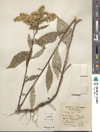 Solidago arguta image