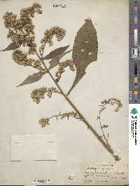 Solidago arguta image