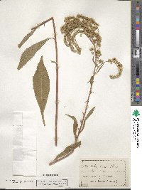 Solidago arguta image