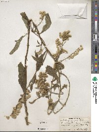 Solidago arguta image