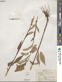 Solidago arguta image