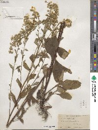 Solidago arguta image