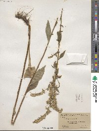 Solidago arguta image