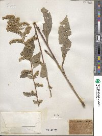 Solidago arguta image