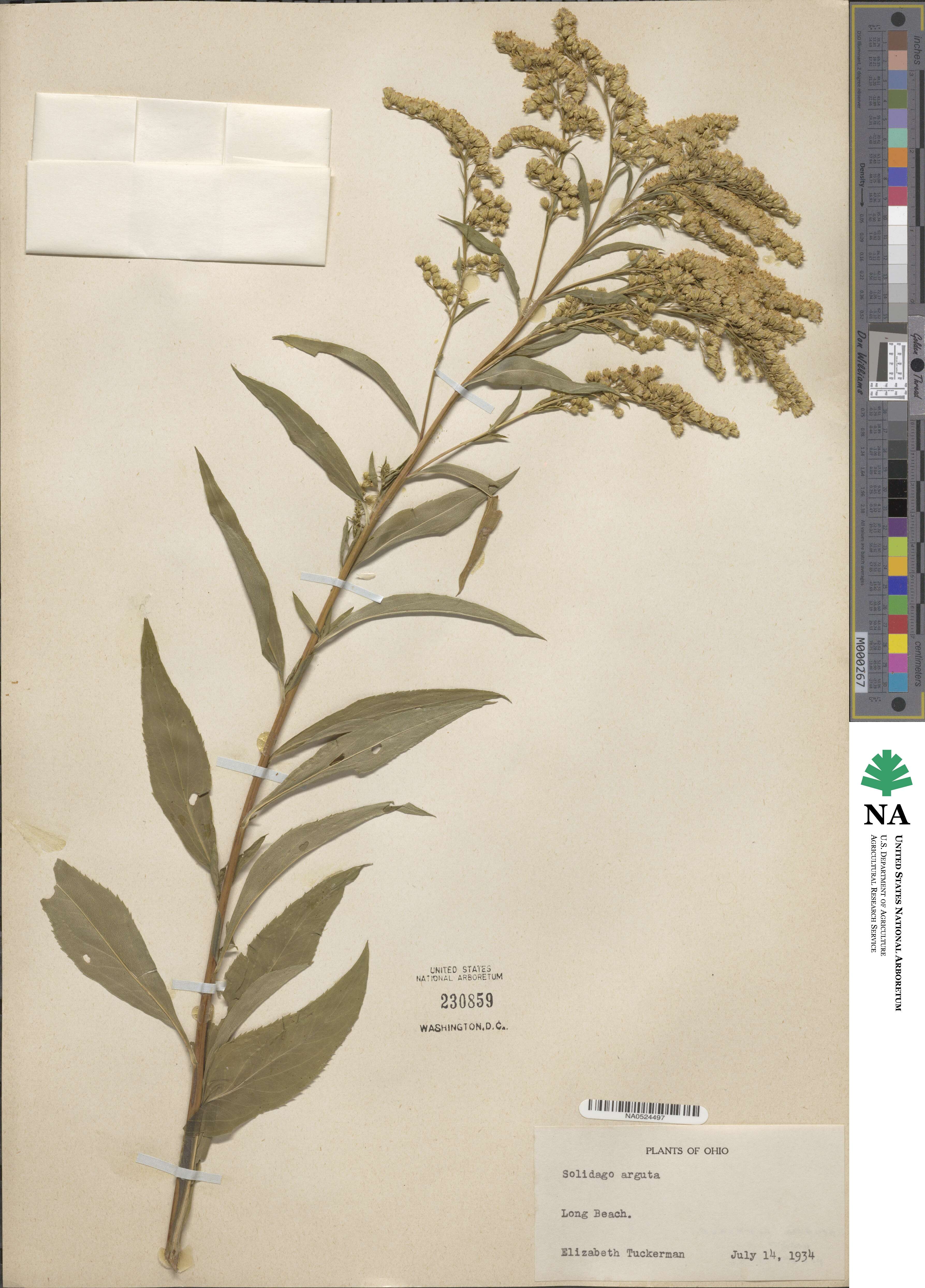 Solidago arguta image