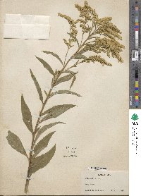 Solidago arguta image