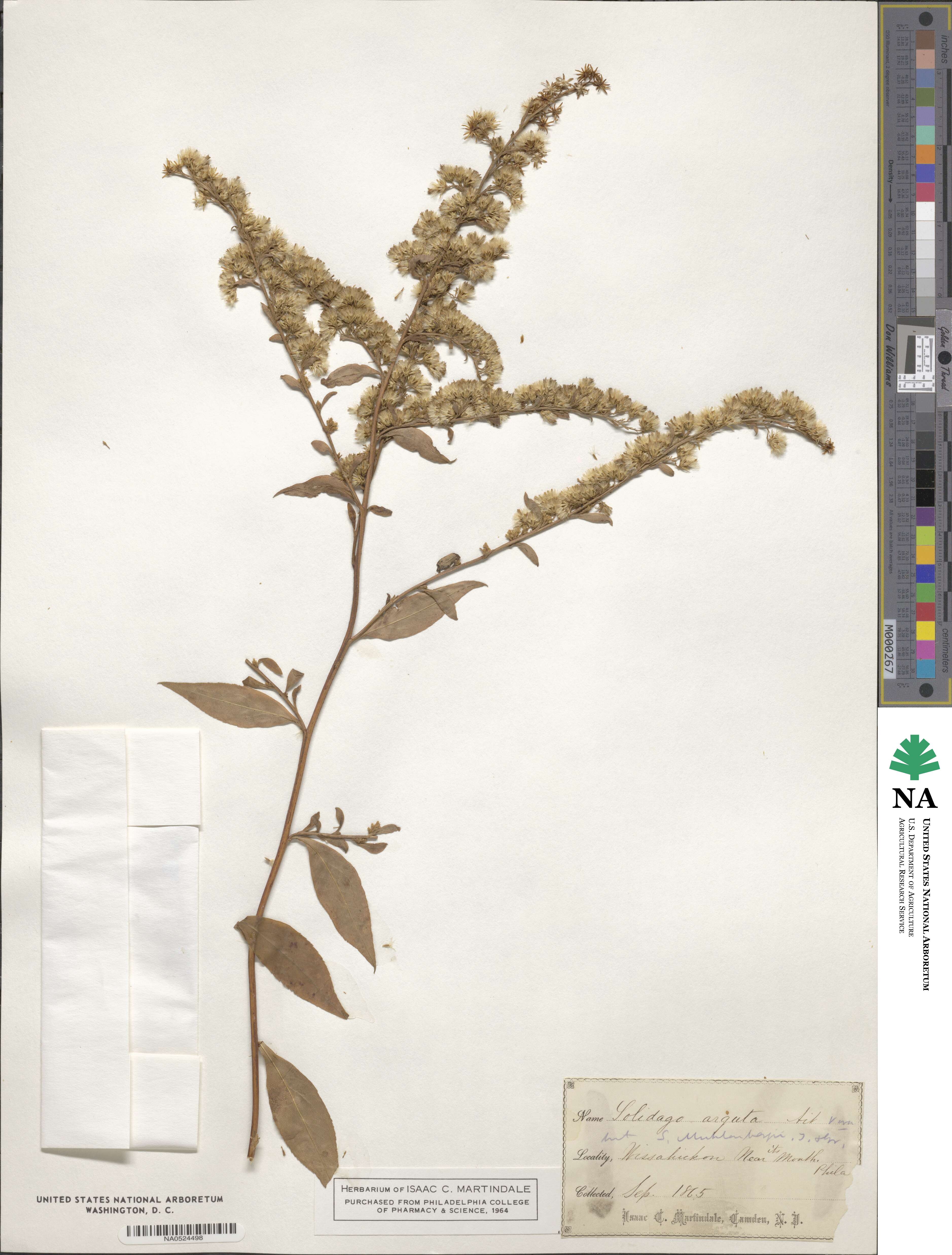 Solidago arguta image