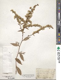 Solidago arguta image