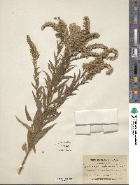 Solidago rigida subsp. rigida image