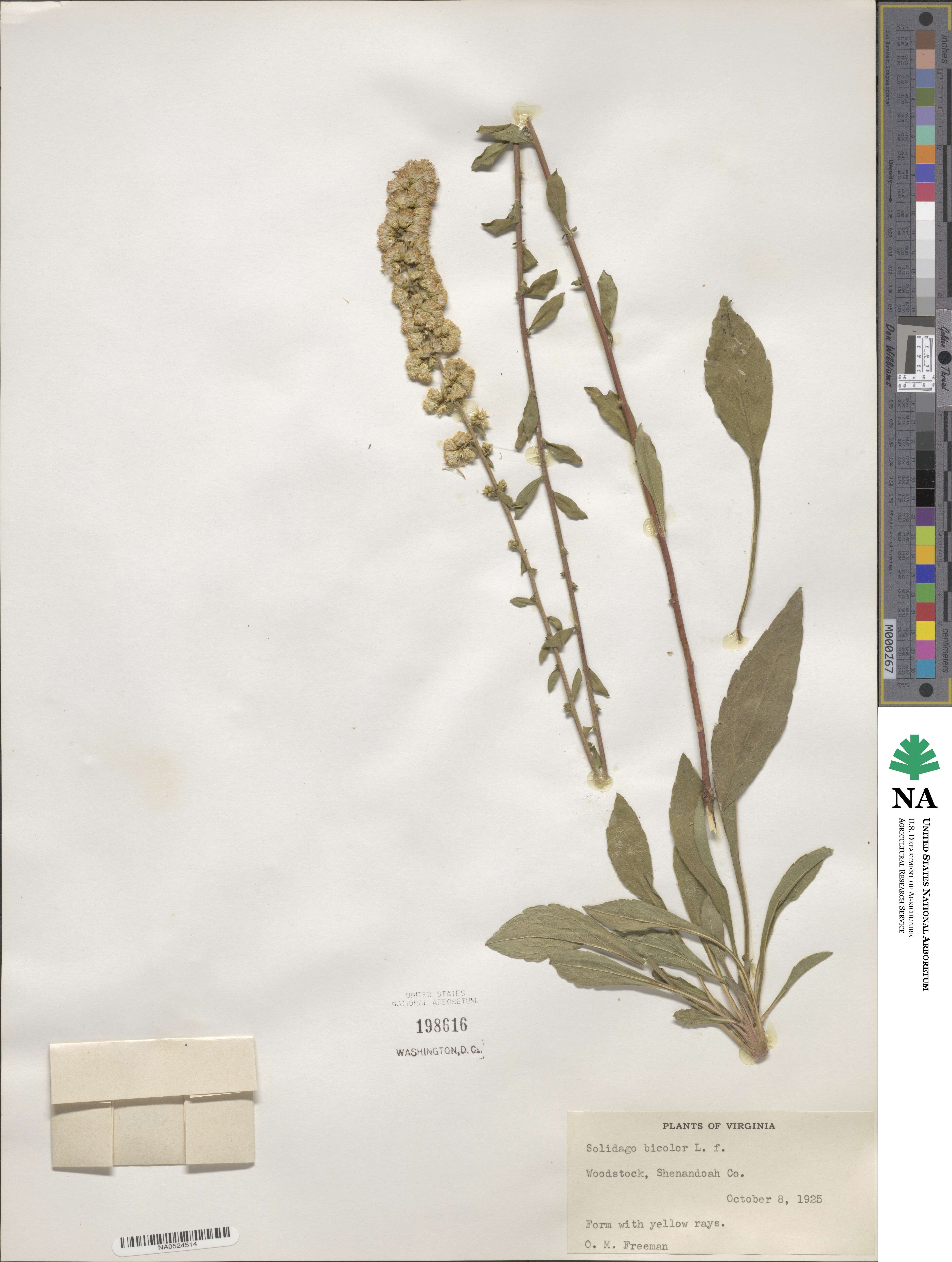 Solidago bicolor image