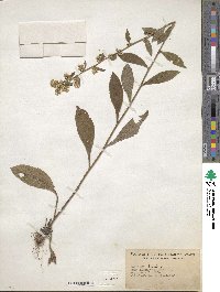 Solidago bicolor image