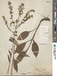 Solidago bicolor image