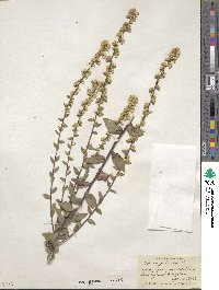 Solidago bicolor image