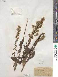 Solidago bicolor image