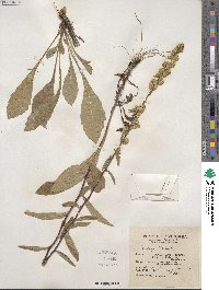 Solidago bicolor image