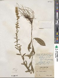 Solidago bicolor image