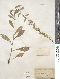 Solidago bicolor image