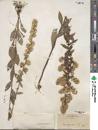 Solidago bicolor image