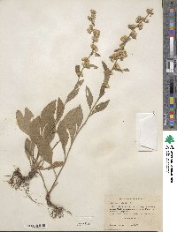 Solidago bicolor image