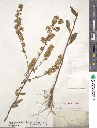 Solidago bicolor image